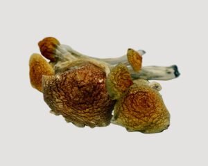 Ecuadorian Magic Mushrooms