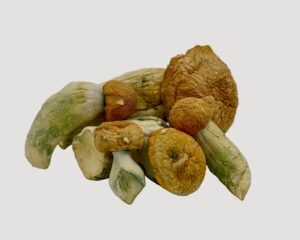 Penis Envy EXTREME Magic Mushrooms