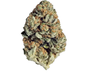 Gruntz | Hybrid