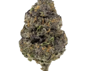 Mulberry Rose | Hybrid