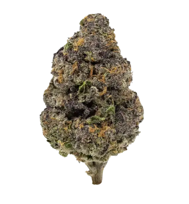 Mulberry Rose | Hybrid