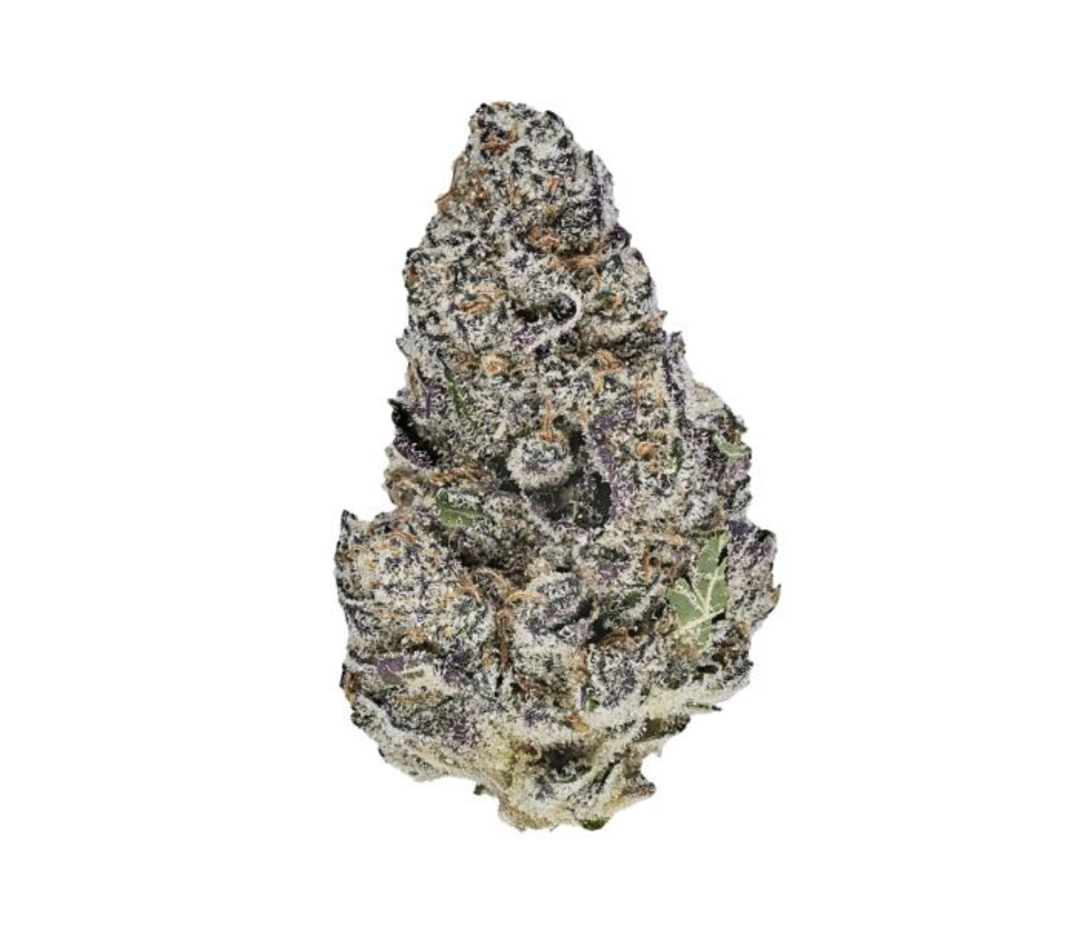Blue Lobster Smalls | Hybrid