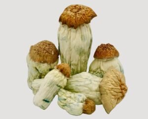 Squat Mak Magic Mushrooms