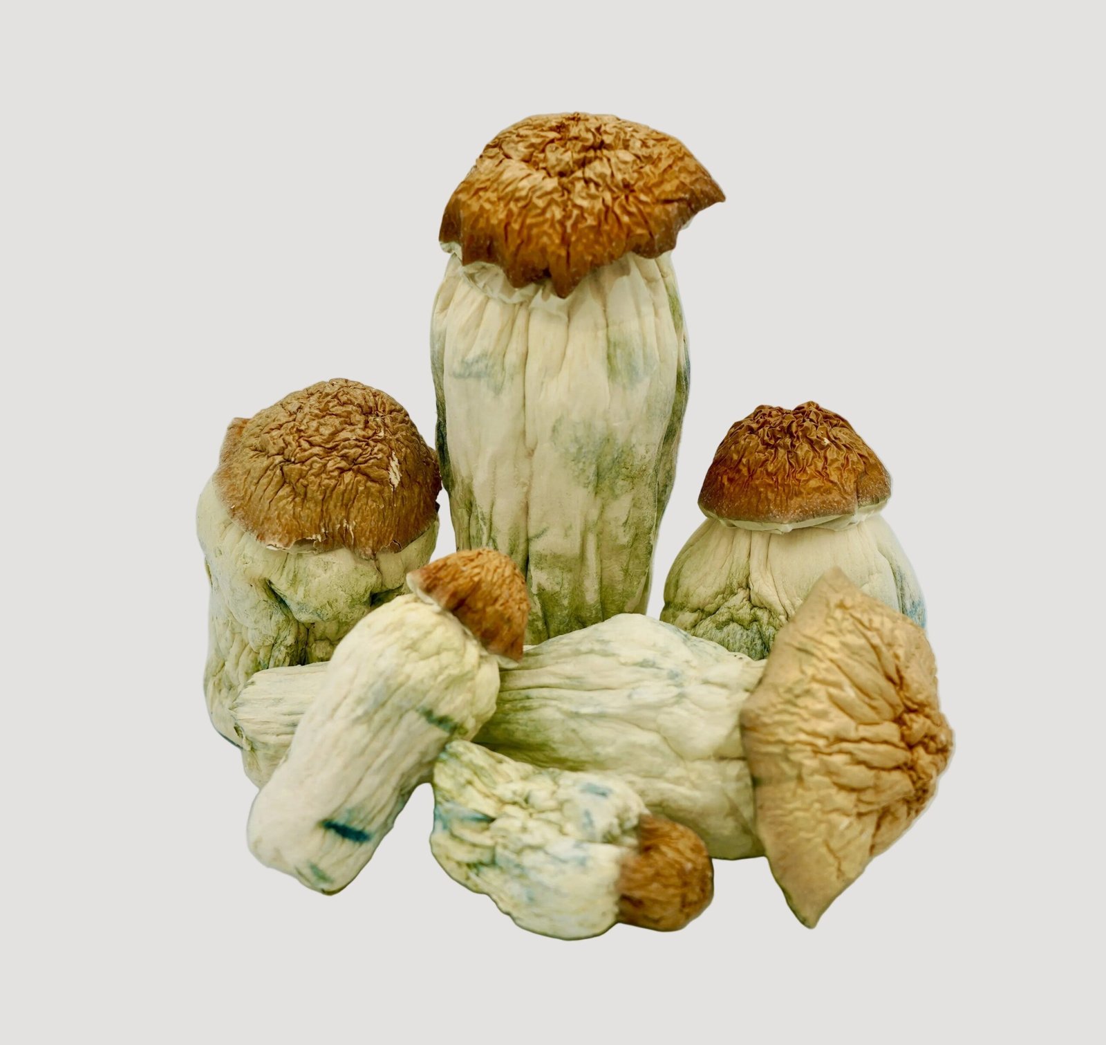 Squat Mak Magic Mushrooms