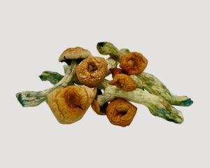 Tsunami Crest Magic Mushrooms