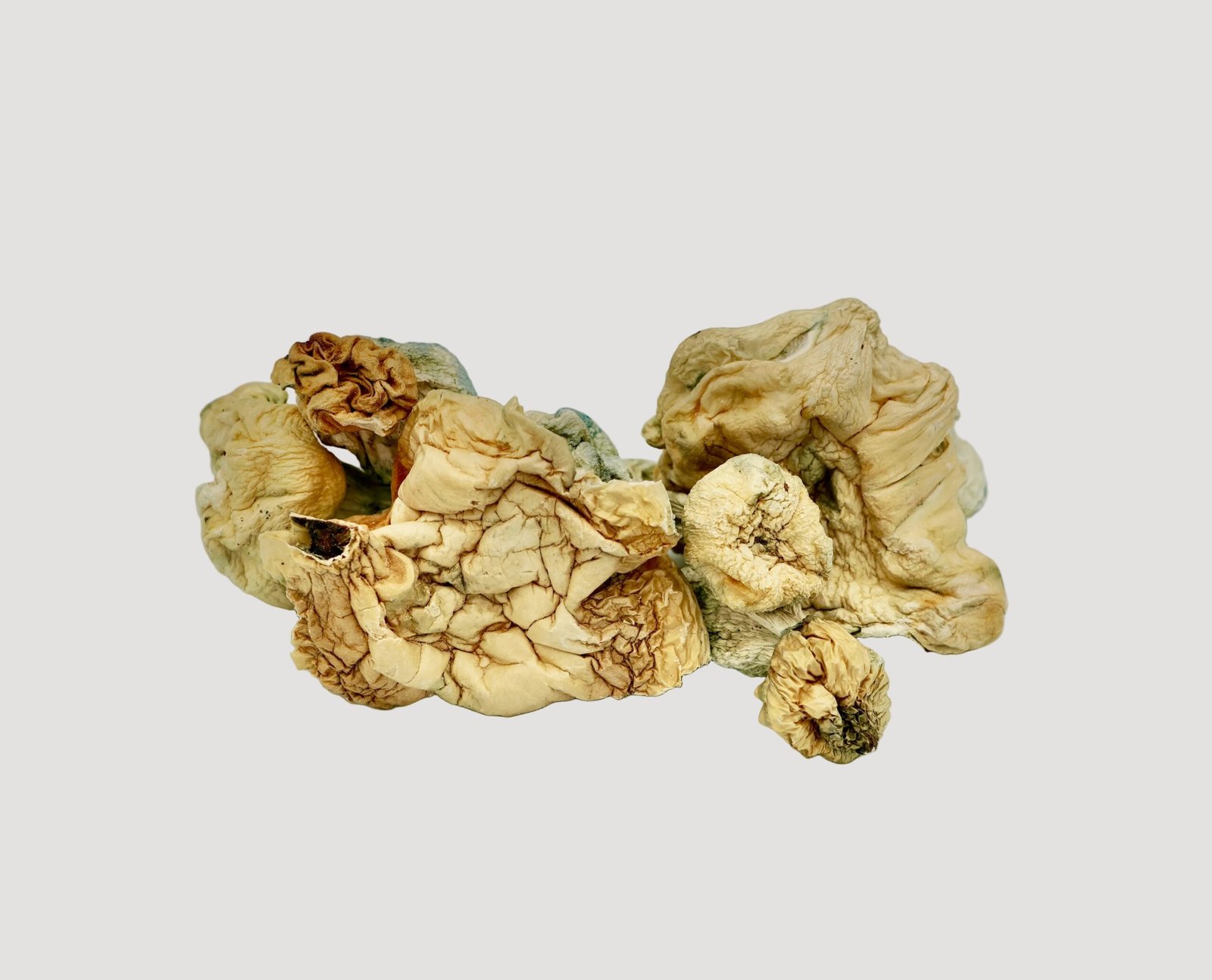 White Wizard Magic Mushrooms